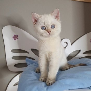 chaton British Shorthair silver shaded point Bradley Paris Royal Cattery