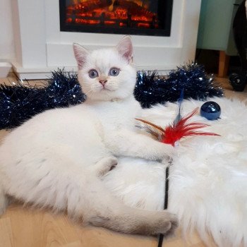 chaton British Shorthair silver shaded point Bradley Paris Royal Cattery