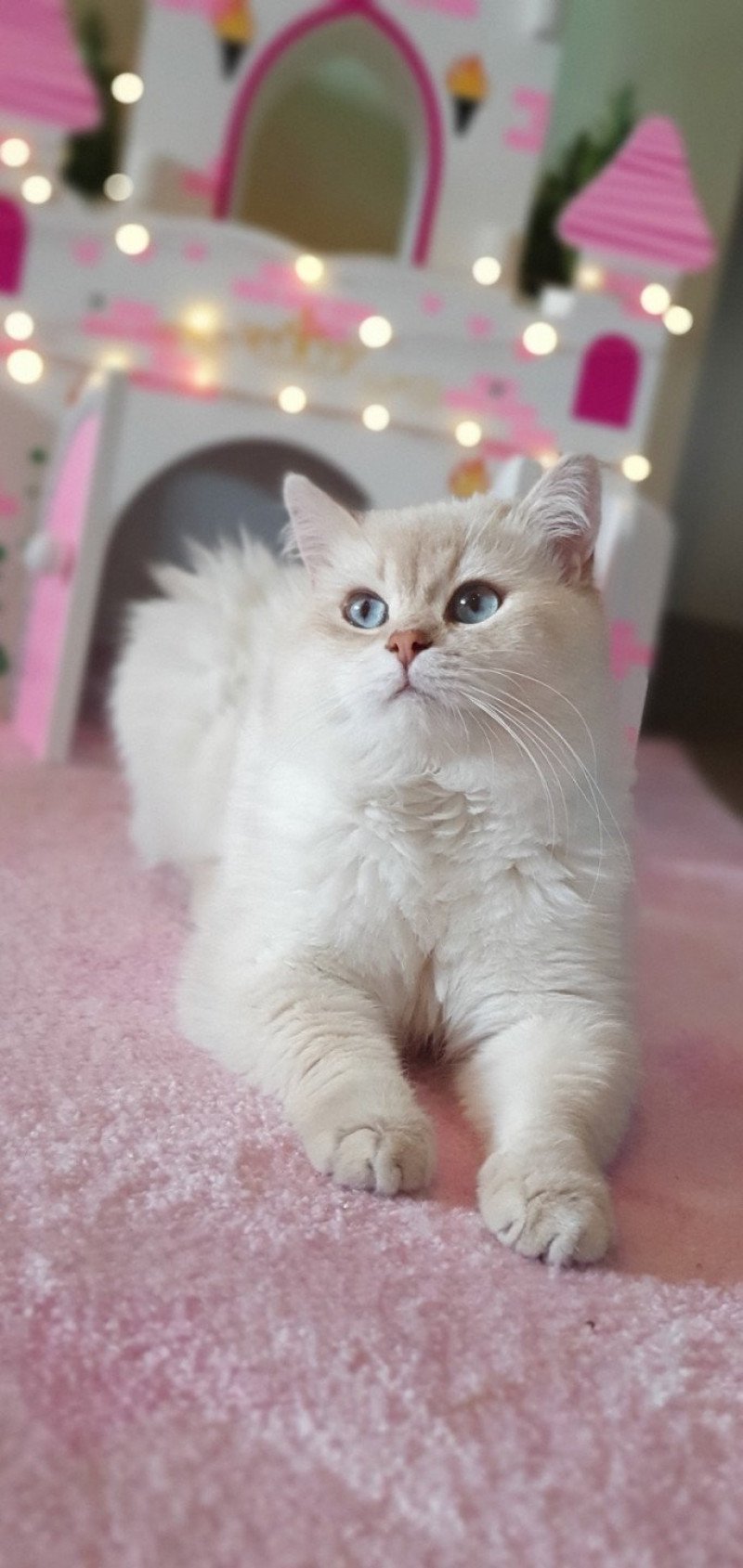 Lord Byron Mâle British Shorthair