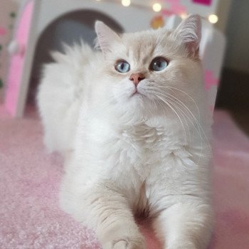 chat British Shorthair lilac golden point Lord Byron Paris Royal Cattery