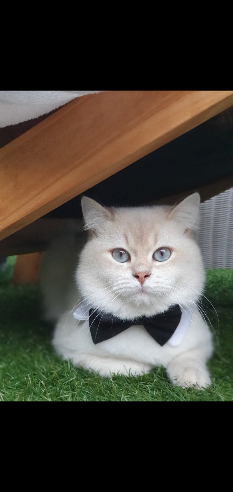 Lord Byron Mâle British Shorthair