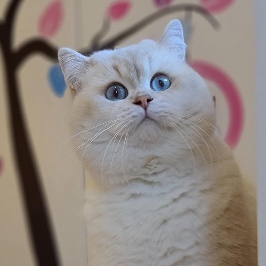 Chats British Shorthair Pres De Bobigny Paris Royal Cattery Chats British Shorthair Pres De Bobigny Paris Royal Cattery