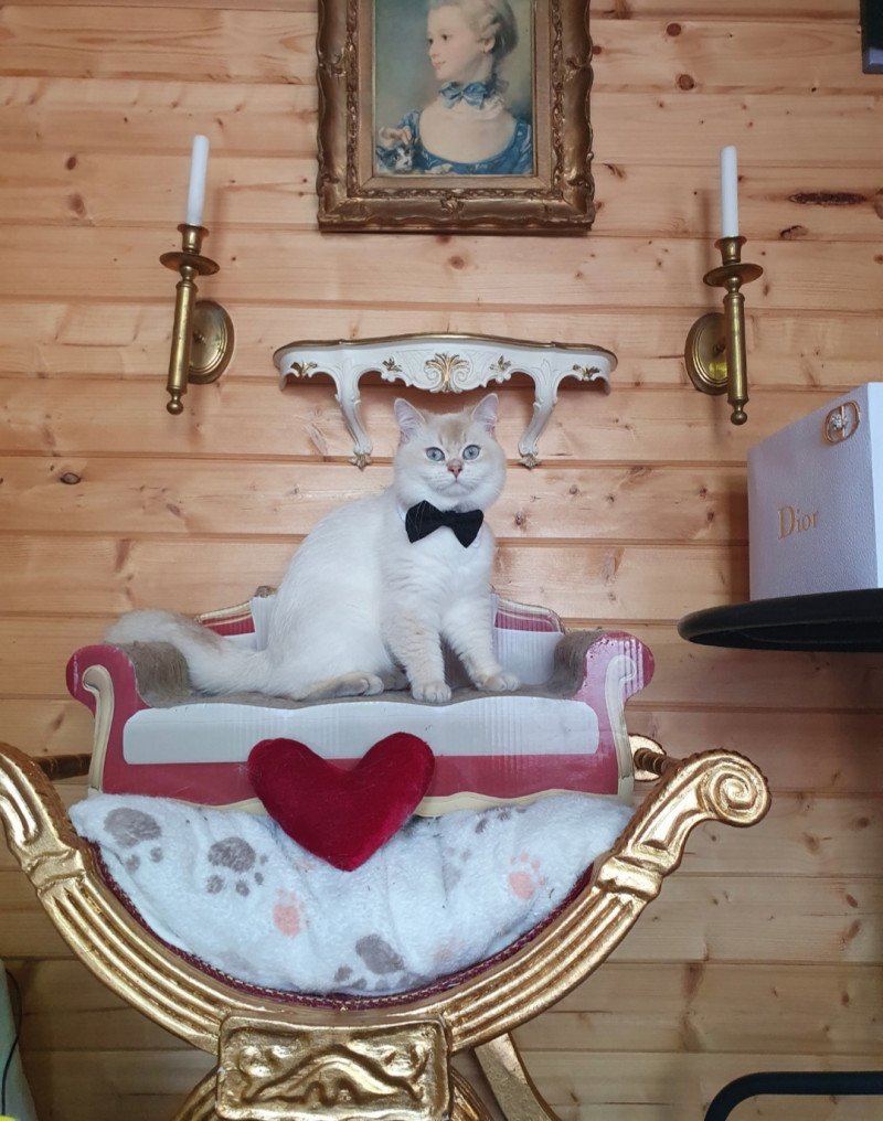 Lord Byron Mâle British Shorthair