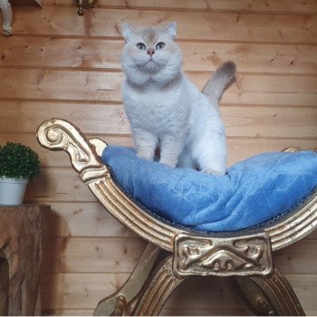 chat British Shorthair lilac golden point Lord Byron Paris Royal Cattery