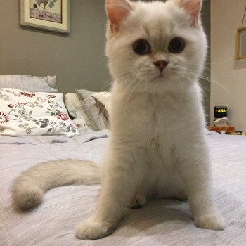chat British Shorthair OF Paris Royal Cattery chat British Shorthair OF Paris Royal Cattery