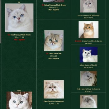 chat British Shorthair OF Paris Royal Cattery chat British Shorthair OF Paris Royal Cattery