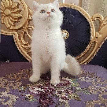 chat British Shorthair OF Paris Royal Cattery chat British Shorthair OF Paris Royal Cattery