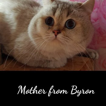 chat British Shorthair OF Paris Royal Cattery