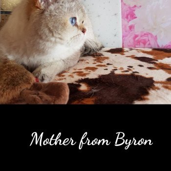 chat British Shorthair OF Paris Royal Cattery chat British Shorthair OF Paris Royal Cattery