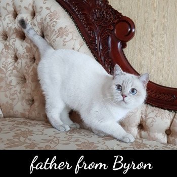 chat British Shorthair OF Paris Royal Cattery
