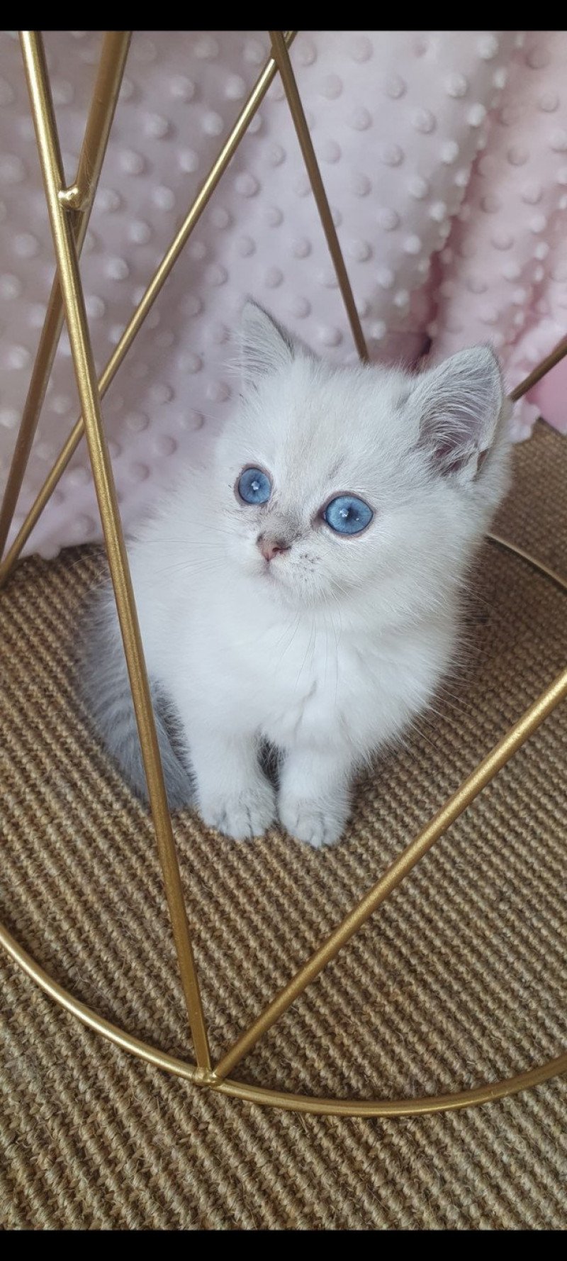 Sunny From Paris Royal Mâle British Shorthair