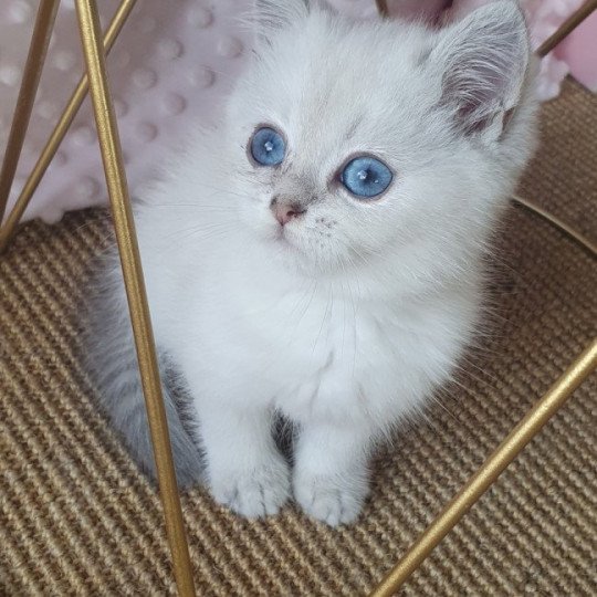 Sunny From Paris Royal Mâle British Shorthair