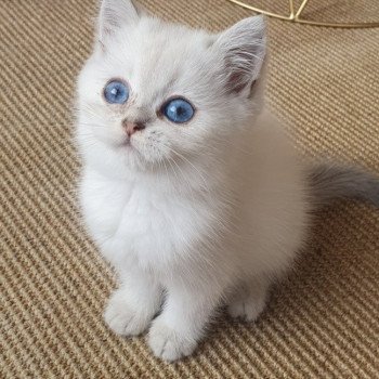 chaton British Shorthair blue silver shaded Lilou Paris Royal Cattery