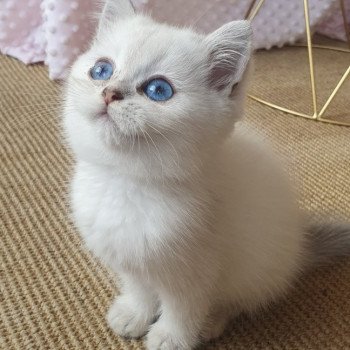 chaton British Shorthair blue silver shaded Lilou Paris Royal Cattery