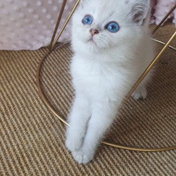 chaton British Shorthair blue silver shaded Lilou Paris Royal Cattery