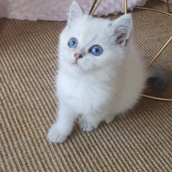 chaton British Shorthair blue silver shaded Lilou Paris Royal Cattery