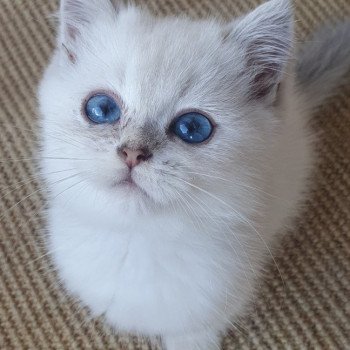 chaton British Shorthair blue silver shaded Lilou Paris Royal Cattery