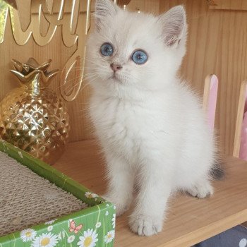 chaton British Shorthair blue silver shaded Lilou Paris Royal Cattery