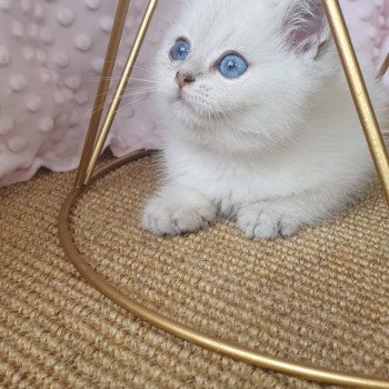 chaton British Shorthair blue silver shaded Lilou Paris Royal Cattery