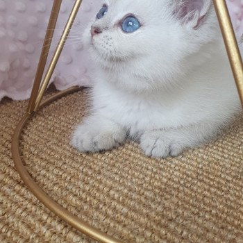 chaton British Shorthair blue silver shaded Lilou Paris Royal Cattery