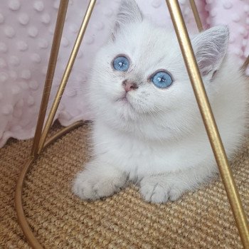 chaton British Shorthair blue silver shaded Lilou Paris Royal Cattery