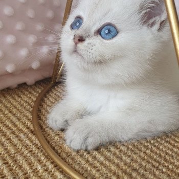 chaton British Shorthair blue silver shaded Lilou Paris Royal Cattery