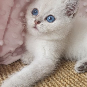 chaton British Shorthair blue silver shaded Lilou Paris Royal Cattery