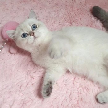 chat British Shorthair Shivon Paris Royal Cattery chat British Shorthair Shivon Paris Royal Cattery