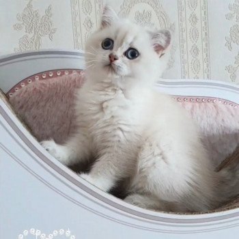 chat British Shorthair blue golden shaded Shivon Paris Royal Cattery chat British Shorthair blue golden shaded Shivon Paris Royal Cattery