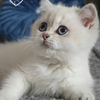 chat British Shorthair blue golden shaded Shivon Paris Royal Cattery