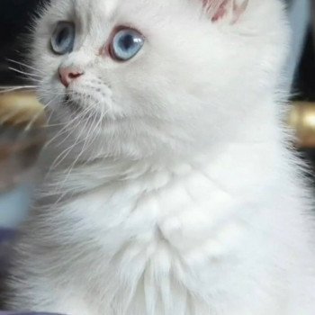 chat British Shorthair blue golden shaded Shivon Paris Royal Cattery