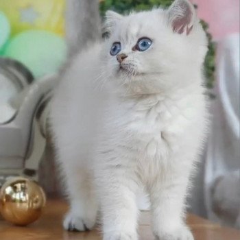 chat British Shorthair blue golden shaded Shivon Paris Royal Cattery chat British Shorthair blue golden shaded Shivon Paris Royal Cattery