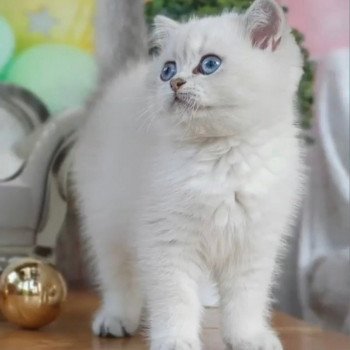 chat British Shorthair blue golden shaded Shivon Paris Royal Cattery