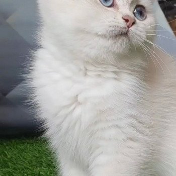 chat British Shorthair blue golden shaded Shivon Paris Royal Cattery