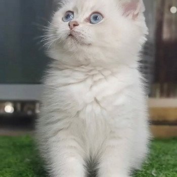 chat British Shorthair blue golden shaded Shivon Paris Royal Cattery