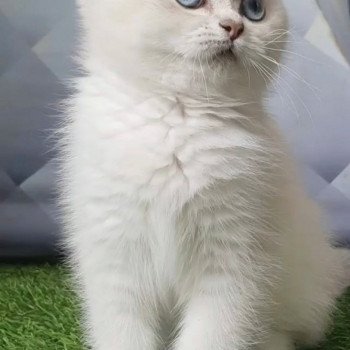 chat British Shorthair blue golden shaded Shivon Paris Royal Cattery