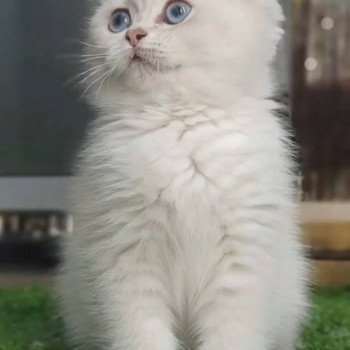 chat British Shorthair blue golden shaded Shivon Paris Royal Cattery chat British Shorthair blue golden shaded Shivon Paris Royal Cattery