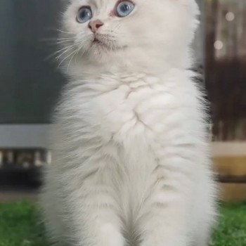 chat British Shorthair blue golden shaded Shivon Paris Royal Cattery