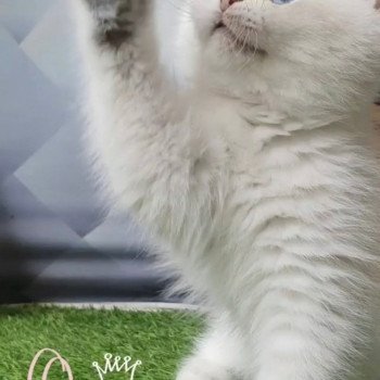 chat British Shorthair blue golden shaded Shivon Paris Royal Cattery chat British Shorthair blue golden shaded Shivon Paris Royal Cattery