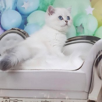 chat British Shorthair blue golden shaded Shivon Paris Royal Cattery