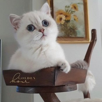 chat British Shorthair blue golden shaded Shivon Paris Royal Cattery