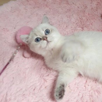 chat British Shorthair blue golden shaded Shivon Paris Royal Cattery