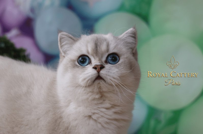 Chatterie De British Golden Longhair Et Shorthair A Paris