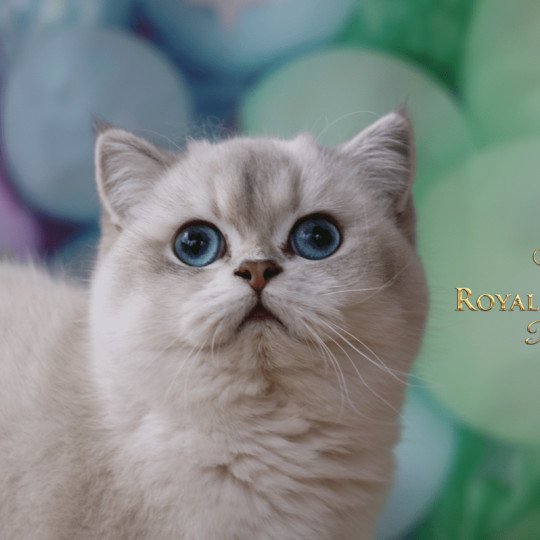Shivon de Vis à vis Femelle British Shorthair