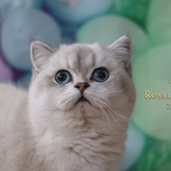 chat British Shorthair blue golden shaded Shivon Paris Royal Cattery chat British Shorthair blue golden shaded Shivon Paris Royal Cattery