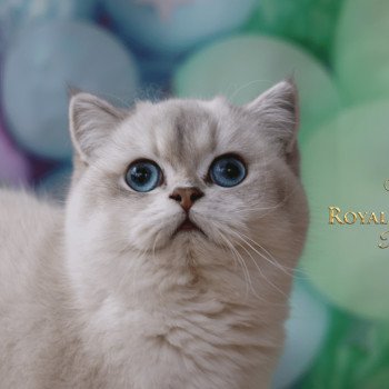 chat British Shorthair blue golden shaded Shivon Paris Royal Cattery