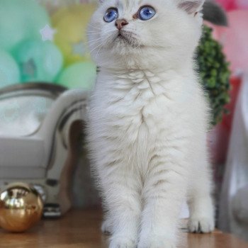 chat British Shorthair blue golden shaded Shivon Paris Royal Cattery