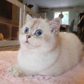 chat British Shorthair blue golden shaded Shivon Paris Royal Cattery chat British Shorthair blue golden shaded Shivon Paris Royal Cattery