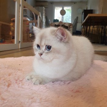chat British Shorthair blue golden shaded Shivon Paris Royal Cattery chat British Shorthair blue golden shaded Shivon Paris Royal Cattery