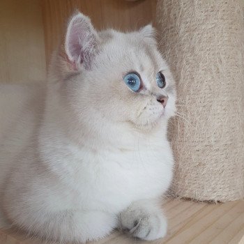 chat British Shorthair blue golden shaded Shivon Paris Royal Cattery